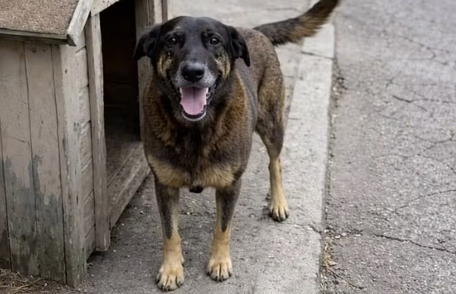 Artigo: Orelha: a violência que não pode ser normalizada – por Marlete Plauth