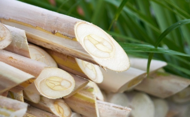 Agro paulista soma 9 Indicações Geográficas reconhecidas pelo Inpi; palmito pupunha é a ‘caçula’