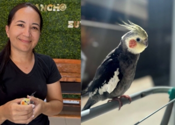 Solidariedade marca reencontro de família enlutada com calopsita desaparecida