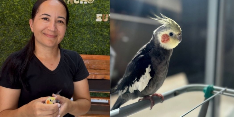 Solidariedade marca reencontro de família enlutada com calopsita desaparecida