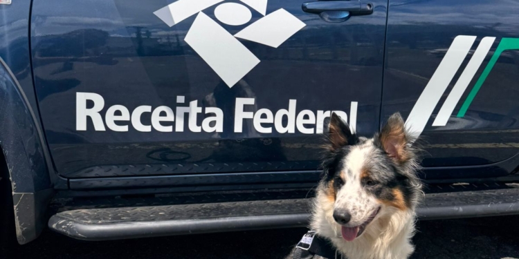 Receita Federal apresenta Thor, o novo cão de faro da Alfândega de Viracopos