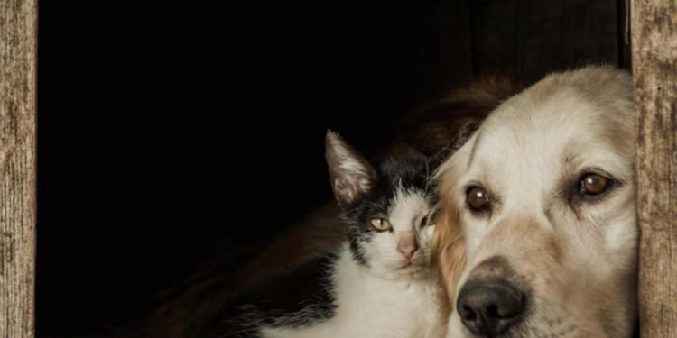 Ansiedade e depressão em pets: reflexo do estilo de vida dos responsáveis pelos animais