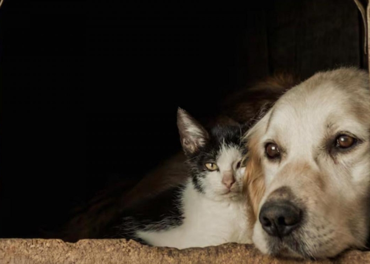 Ansiedade e depressão em pets: reflexo do estilo de vida dos responsáveis pelos animais