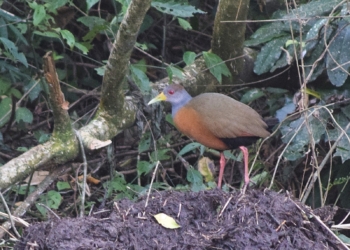 VÍDEO: Câmeras flagram família de saracura-três-potes na Mata de Santa Genebra