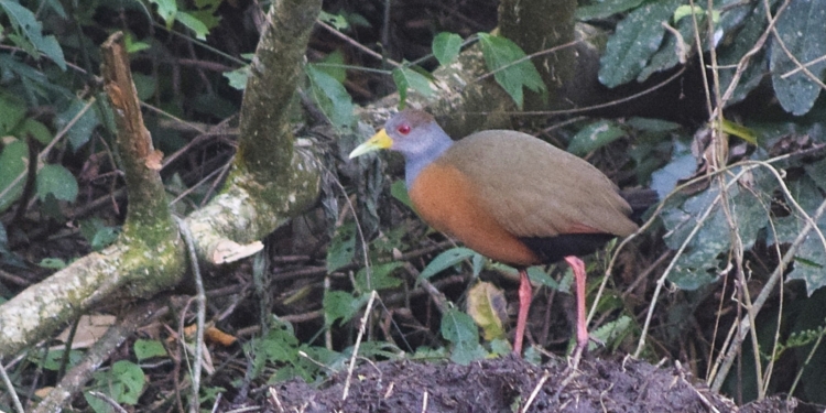 VÍDEO: Câmeras flagram família de saracura-três-potes na Mata de Santa Genebra