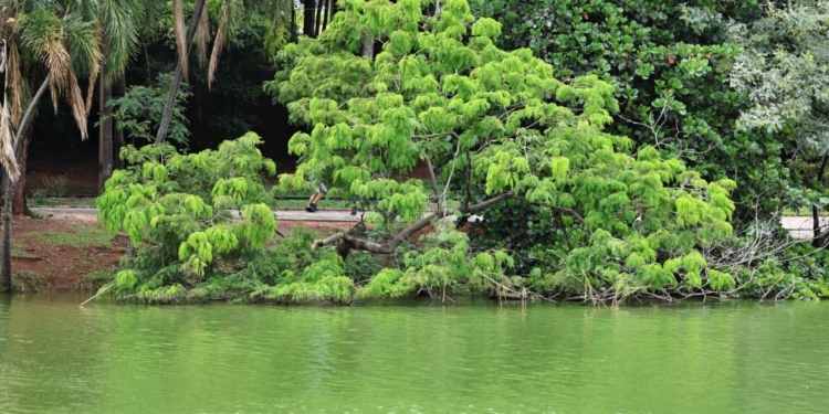 Galhos caídos na Lagoa do Taquaral: frequentadores são retirados do parque