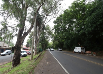 Eucaliptos em Barão Geraldo