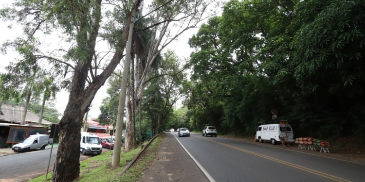 Eucaliptos em Barão Geraldo