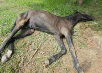 Manifestação no domingo em Campinas cobra justiça após mortes de cavalo e cachorro Orelha