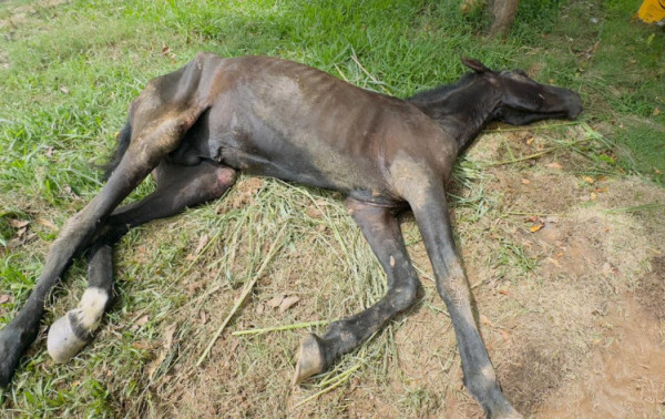Manifestação no domingo em Campinas cobra justiça após mortes de cavalo e cachorro Orelha