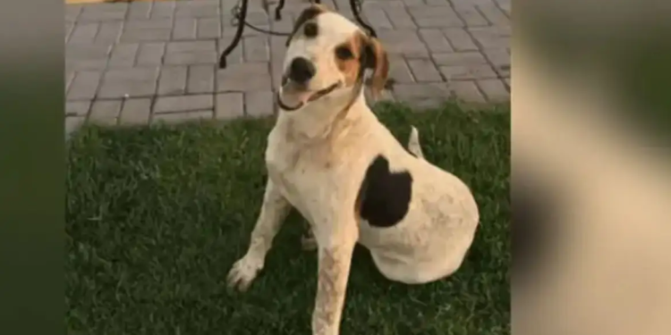 Cachorro comunitário Abacate é morto com um tiro no Paraná