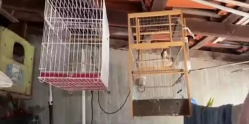 Operação da PF prende homem por falsificação de anilhas de aves em Sumaré