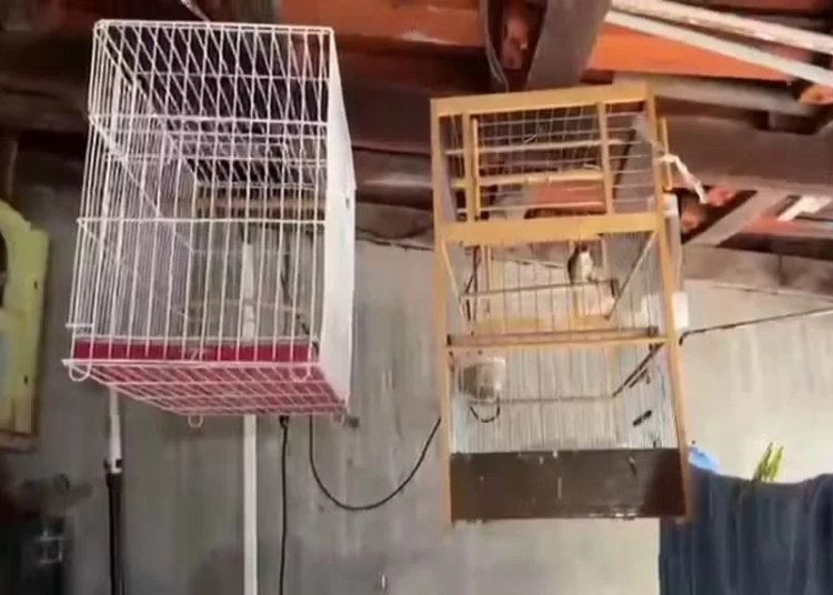 Operação da PF prende homem por falsificação de anilhas de aves em Sumaré