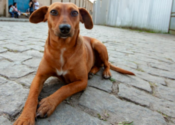 São Paulo tem serviço on-line para denunciar maus-tratos contra animais