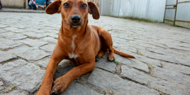 São Paulo tem serviço on-line para denunciar maus-tratos contra animais