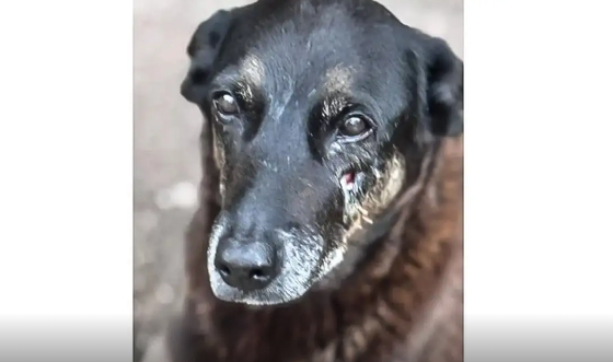 Adolescentes suspeitos de matar o cão Orelha voltam ao Brasil