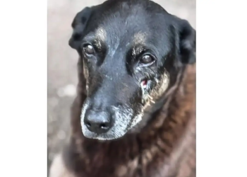 O que se sabe até agora sobre a morte do cão Orelha em SC