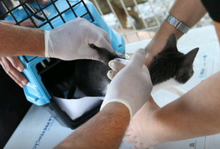 Conselho de Veterinária alerta para doença que afeta gatos