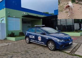 Adolescente de 13 anos é atacado por pitbull em área rural de Mogi Mirim