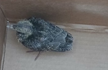 Rolinha e capivara em estado de vulnerabilidade e com ferimentos são resgatadas em Vinhedo