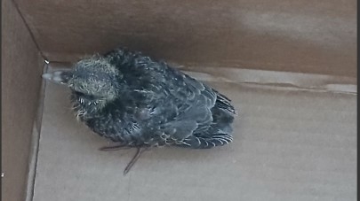 Rolinha e capivara em estado de vulnerabilidade e com ferimentos são resgatadas em Vinhedo