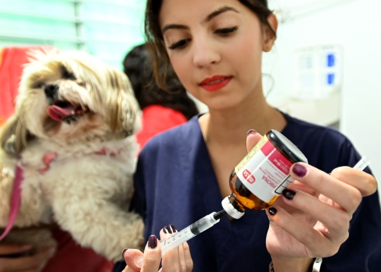 Consultório Veterinário Móvel inicia atendimento na Região Noroeste nesta quinta