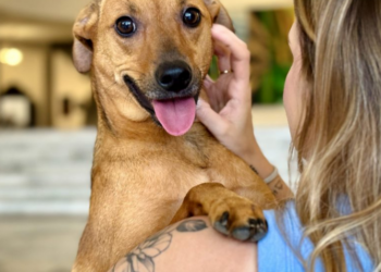 Governo de SP sanciona lei que autoriza o sepultamento de cães e gatos em jazigos familiares