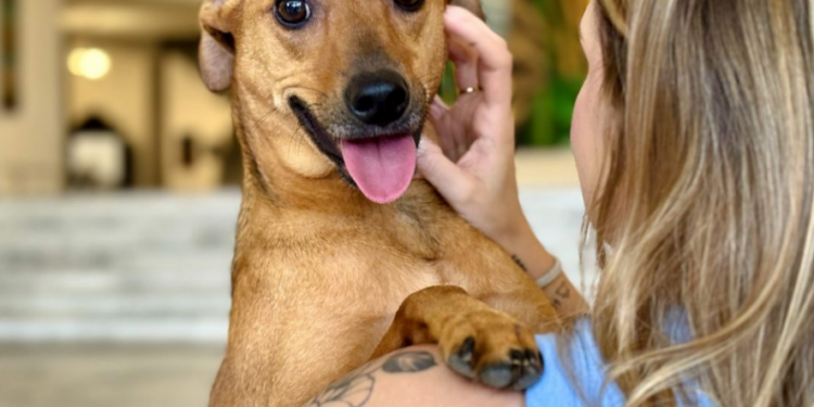 Governo de SP sanciona lei que autoriza o sepultamento de cães e gatos em jazigos familiares