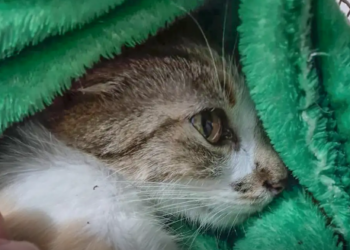 Mulher é presa após arremessar gata do 12º andar de prédio em Curitiba