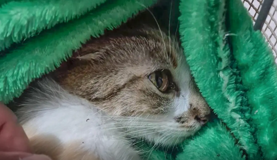 Mulher é presa após arremessar gata do 12º andar de prédio em Curitiba