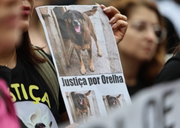 Campinas entra na mobilização nacional pela morte brutal do cão Orelha; veja fotos e vídeos