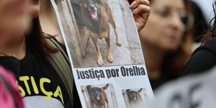 Campinas entra na mobilização nacional pela morte brutal do cão Orelha; veja fotos e vídeos