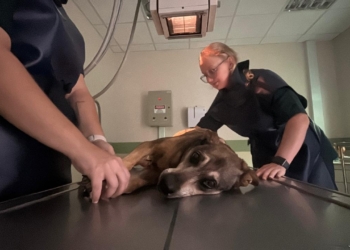 Campinas faz convênio com a PUC para atendimento a cães e gatos resgatados