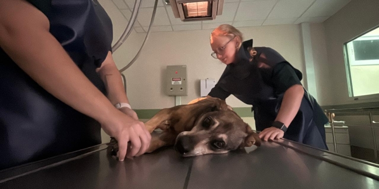 Campinas faz convênio com a PUC para atendimento a cães e gatos resgatados