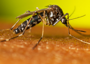 Chikungunya: veja como se proteger da doença