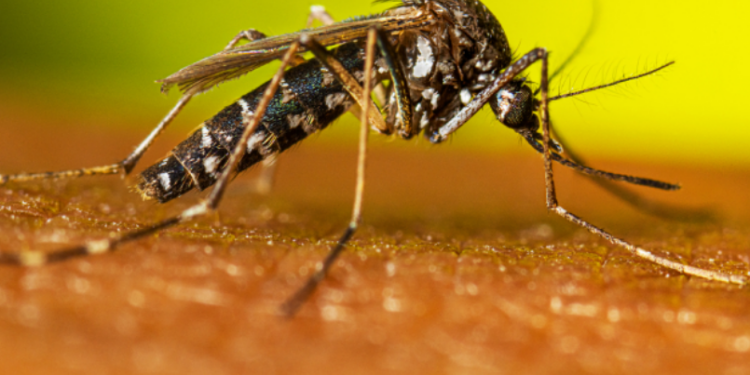 Chikungunya: veja como se proteger da doença