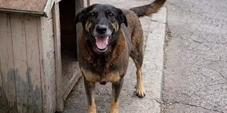 Cão Orelha: RMC integra esforço nacional para punir com mais rigor ataques a animais