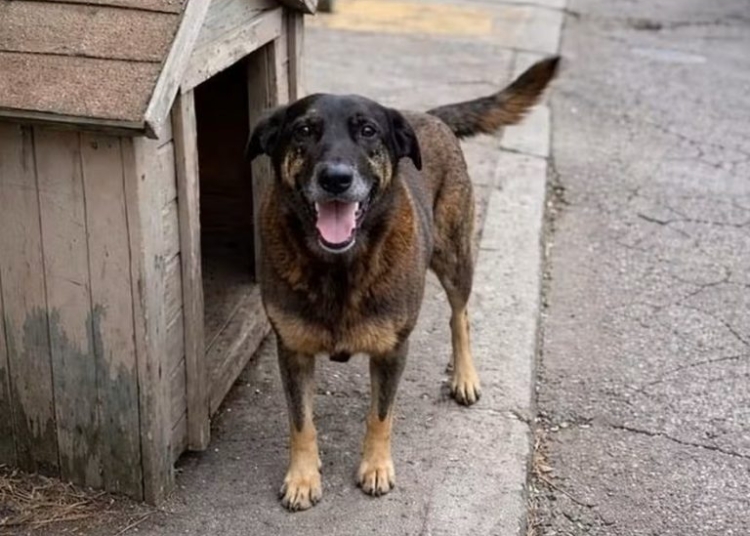 Cão Orelha: RMC integra esforço nacional para punir com mais rigor ataques a animais