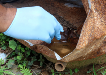 Campinas tem 33 bairros com alto risco de transmissão da dengue; veja quais