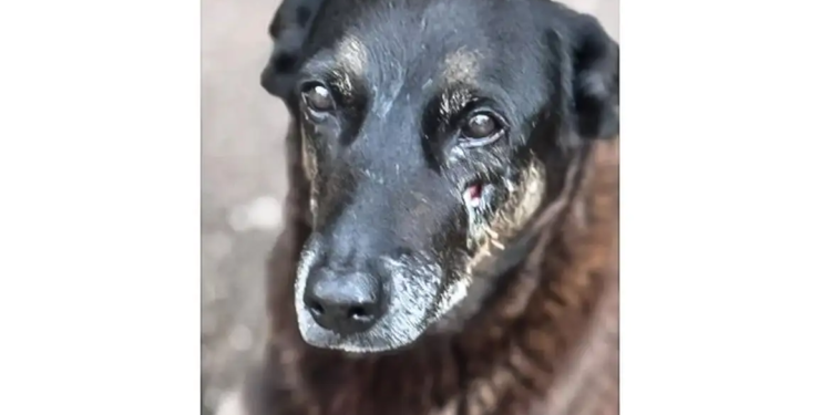 Polícia pede a apreensão do passaporte de acusado na morte do cão Orelha