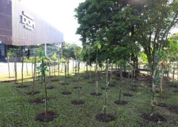 Campinas começa a implantar na Orosimbo Maia a 24ª microfloresta urbana