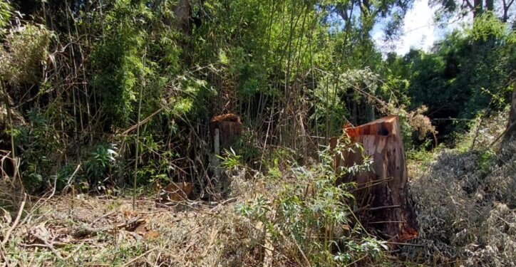 Artigo: Árvores trocadas por buracos em Barão Geraldo – por Adilson Roberto Gonçalves