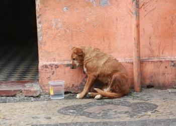 Conselho estima 30 mil cães em situação de rua em Campinas