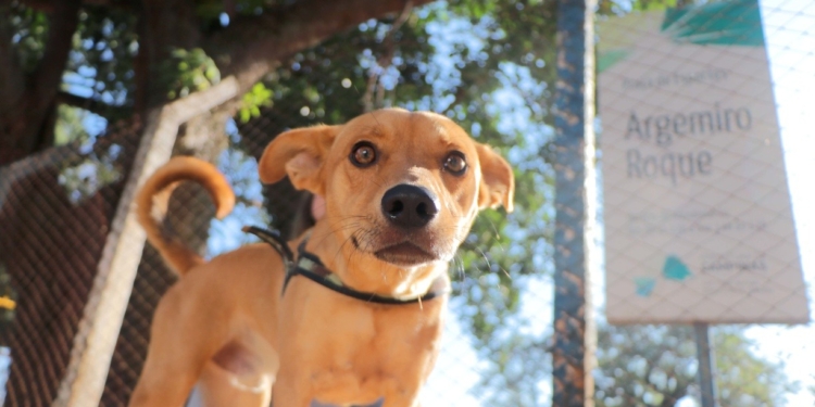 Pets agora têm entrada liberada em todos os parques, praças de esporte e bosques de Campinas