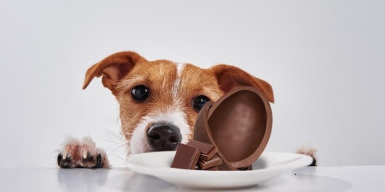 Páscoa: especialista alerta para riscos do chocolate para cães e gatos