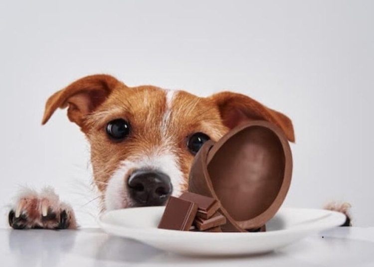 Páscoa: especialista alerta para riscos do chocolate para cães e gatos