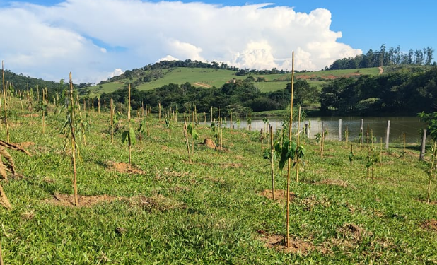 APA em Joaquim Egídio recebe plantio de 3 mil árvores nativas