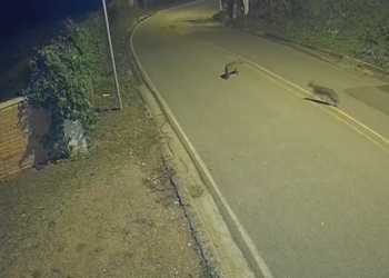 Câmera flagra a presença de dois cachorros-do-mato em rua de Vinhedo