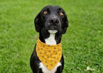 Campinas terá Feira de Adoção de Animais domingo no Centro de Convivência