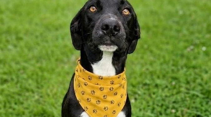 Campinas terá Feira de Adoção de Animais domingo no Centro de Convivência